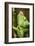 Parsons Chameleon, Andasibe-Mantadia National Park, Madagascar-Paul Souders-Framed Photographic Print