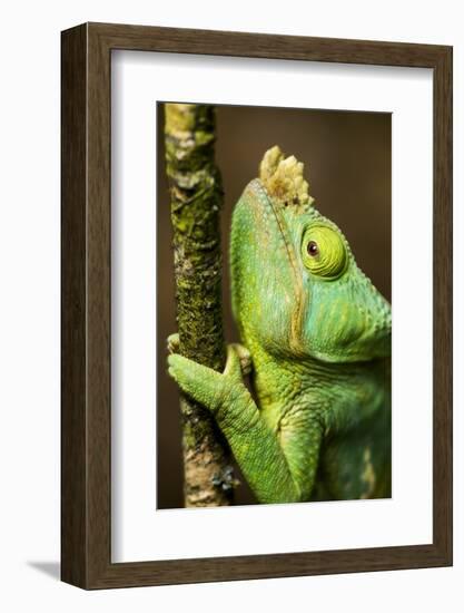 Parsons Chameleon, Andasibe-Mantadia National Park, Madagascar-Paul Souders-Framed Photographic Print