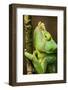 Parsons Chameleon, Andasibe-Mantadia National Park, Madagascar-Paul Souders-Framed Photographic Print