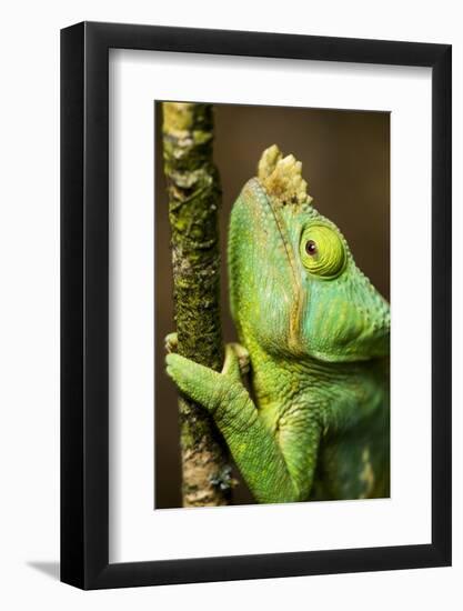 Parsons Chameleon, Andasibe-Mantadia National Park, Madagascar-Paul Souders-Framed Photographic Print