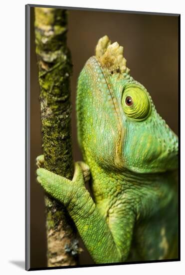 Parsons Chameleon, Andasibe-Mantadia National Park, Madagascar-Paul Souders-Mounted Photographic Print