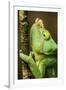 Parsons Chameleon, Andasibe-Mantadia National Park, Madagascar-Paul Souders-Framed Photographic Print