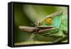 Parsons Chameleon Eating Grasshopper, Madagascar-Paul Souders-Framed Stretched Canvas