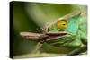 Parsons Chameleon Eating Grasshopper, Madagascar-Paul Souders-Stretched Canvas