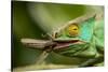 Parsons Chameleon Eating Grasshopper, Madagascar-Paul Souders-Stretched Canvas