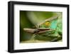 Parsons Chameleon Eating Grasshopper, Madagascar-Paul Souders-Framed Photographic Print