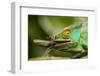 Parsons Chameleon Eating Grasshopper, Madagascar-Paul Souders-Framed Photographic Print