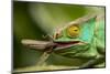 Parsons Chameleon Eating Grasshopper, Madagascar-Paul Souders-Mounted Photographic Print