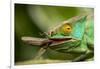 Parsons Chameleon Eating Grasshopper, Madagascar-Paul Souders-Framed Photographic Print