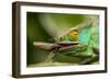 Parsons Chameleon Eating Grasshopper, Madagascar-Paul Souders-Framed Photographic Print