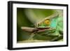 Parsons Chameleon Eating Grasshopper, Madagascar-Paul Souders-Framed Photographic Print