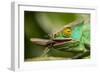 Parsons Chameleon Eating Grasshopper, Madagascar-Paul Souders-Framed Photographic Print