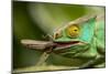 Parsons Chameleon Eating Grasshopper, Madagascar-Paul Souders-Mounted Photographic Print