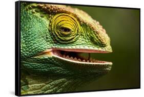 Parsons Chameleon Eating, Madagascar-Paul Souders-Framed Stretched Canvas