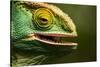 Parsons Chameleon Eating, Madagascar-Paul Souders-Stretched Canvas