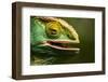 Parsons Chameleon Eating, Madagascar-Paul Souders-Framed Photographic Print