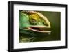 Parsons Chameleon Eating, Madagascar-Paul Souders-Framed Photographic Print