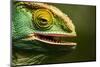 Parsons Chameleon Eating, Madagascar-Paul Souders-Mounted Photographic Print