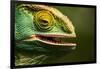 Parsons Chameleon Eating, Madagascar-Paul Souders-Framed Photographic Print