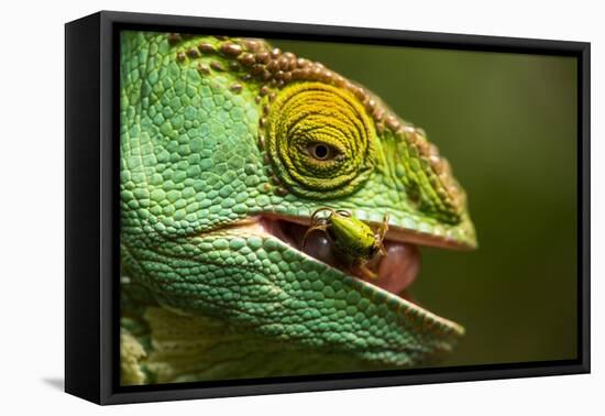 Parsons Chameleon Eats Grasshopper, Madagascar-Paul Souders-Framed Stretched Canvas