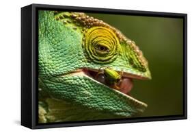 Parsons Chameleon Eats Grasshopper, Madagascar-Paul Souders-Framed Stretched Canvas