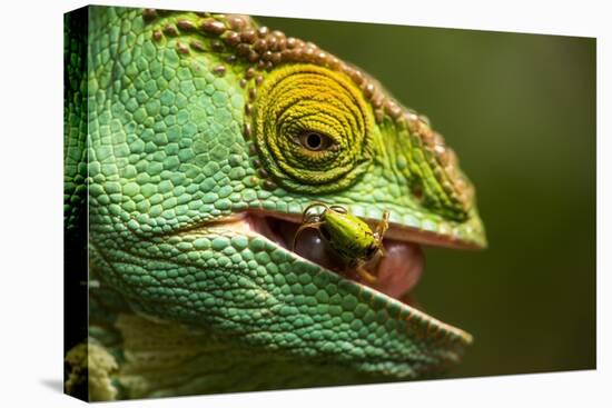 Parsons Chameleon Eats Grasshopper, Madagascar-Paul Souders-Stretched Canvas