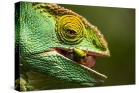 Parsons Chameleon Eats Grasshopper, Madagascar-Paul Souders-Stretched Canvas