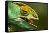 Parsons Chameleon Eats Grasshopper, Madagascar-Paul Souders-Framed Stretched Canvas