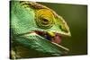 Parsons Chameleon Eats Grasshopper, Madagascar-Paul Souders-Stretched Canvas