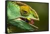 Parsons Chameleon Eats Grasshopper, Madagascar-Paul Souders-Framed Stretched Canvas