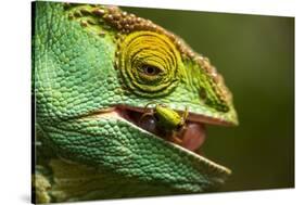 Parsons Chameleon Eats Grasshopper, Madagascar-Paul Souders-Stretched Canvas