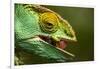 Parsons Chameleon Eats Grasshopper, Madagascar-Paul Souders-Framed Photographic Print