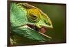 Parsons Chameleon Eats Grasshopper, Madagascar-Paul Souders-Framed Photographic Print