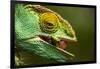 Parsons Chameleon Eats Grasshopper, Madagascar-Paul Souders-Framed Photographic Print