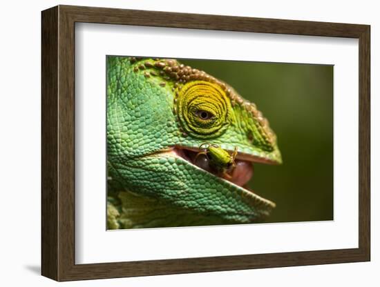 Parsons Chameleon Eats Grasshopper, Madagascar-Paul Souders-Framed Photographic Print