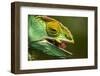 Parsons Chameleon Eats Grasshopper, Madagascar-Paul Souders-Framed Photographic Print