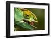 Parsons Chameleon Eats Grasshopper, Madagascar-Paul Souders-Framed Photographic Print