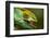 Parsons Chameleon Eats Grasshopper, Madagascar-Paul Souders-Framed Photographic Print