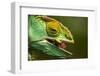 Parsons Chameleon Eats Grasshopper, Madagascar-Paul Souders-Framed Photographic Print