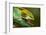 Parsons Chameleon Eats Grasshopper, Madagascar-Paul Souders-Framed Photographic Print