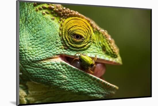 Parsons Chameleon Eats Grasshopper, Madagascar-Paul Souders-Mounted Photographic Print