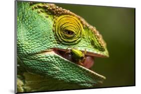 Parsons Chameleon Eats Grasshopper, Madagascar-Paul Souders-Mounted Photographic Print