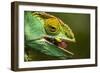 Parsons Chameleon Eats Grasshopper, Madagascar-Paul Souders-Framed Photographic Print