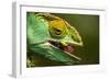 Parsons Chameleon Eats Grasshopper, Madagascar-Paul Souders-Framed Photographic Print