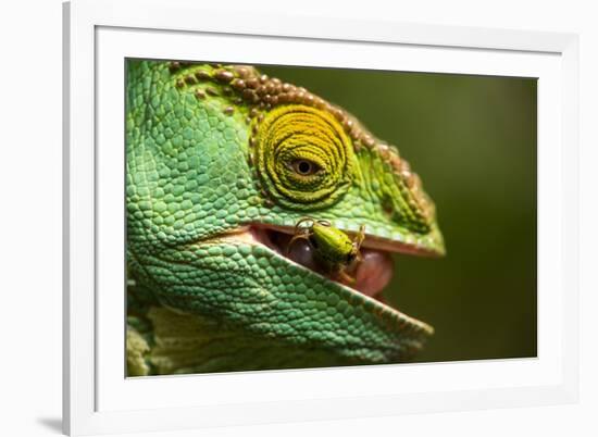 Parsons Chameleon Eats Grasshopper, Madagascar-Paul Souders-Framed Photographic Print
