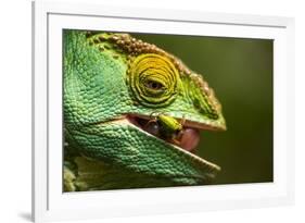 Parsons Chameleon Eats Grasshopper, Madagascar-Paul Souders-Framed Photographic Print