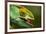 Parsons Chameleon Eats Grasshopper, Madagascar-Paul Souders-Framed Photographic Print