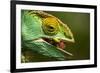 Parsons Chameleon Eats Grasshopper, Madagascar-Paul Souders-Framed Photographic Print