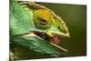 Parsons Chameleon Eats Grasshopper, Madagascar-Paul Souders-Mounted Photographic Print