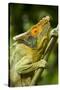 Parsons Chameleon, Madagascar-Paul Souders-Stretched Canvas